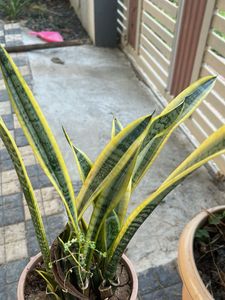 Snake Plant - Easy Care Houseplant