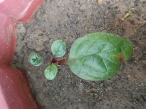 Red Malabar Sapnich Plant