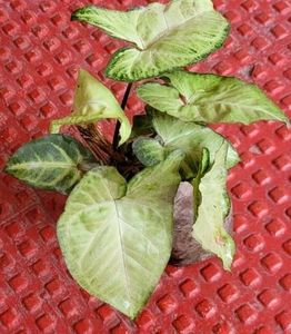 Arrowhead Plant 🌵