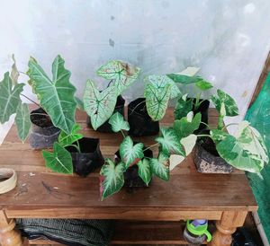 Assorted Caladium Plants
