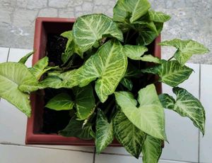 MoneyPlant Nursery