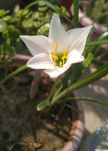 6 Summer &amp; Rainy Season Plant