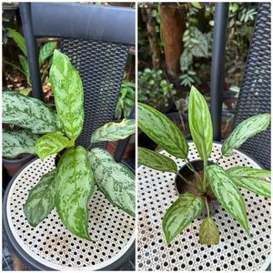 20 Live Root Plants