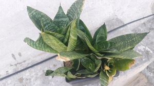 Whole1 Year Old Mature Dwarf Snake Plant
