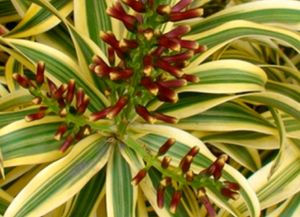 Set 2 Never..&amp; Pandanus veitchii Plant 🪴&amp; Pot