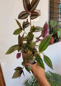 Pack 2 Zabrinic &amp;.Tradescantia fluminensis plants