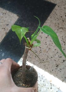 Philodendron golden dragon