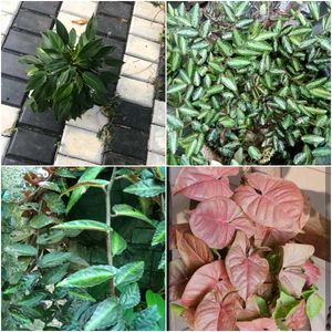 16 live root plants