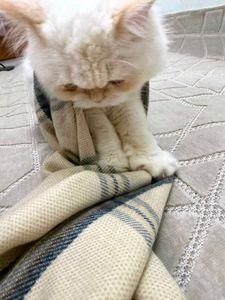 Cozy Plaid Scarf