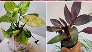 2 Set 🪴 arrowhead vine &amp; Purple Heart 🌴plants
