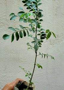 Curry Leaf Plant,,🌿