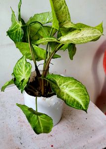 arrowhead Plant 🏝 &amp; Pot