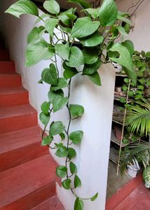 Evergreen Money Plant 🪴 &amp; pot