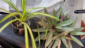 3 Set Moses Cardle, purple Heart ,Pandanus veitchi