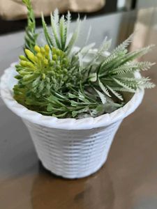 indoor plant show piece