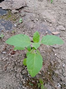 Plants Combo ( Tulsi, Elachi, Bhringraj)