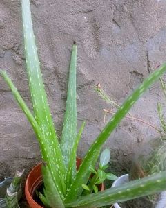 Healthy Aloe Vera Plant
