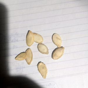 10 Pumpkin Seeds