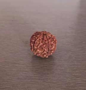 6 Mukhi Rudraksh. Hand Picked. ORIGINAL.