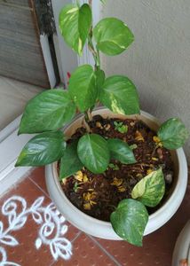 Money Plants 🌿 Golden Pothos