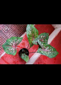 कॅलेडियम बिक्लोर प्लांट &amp; Arrowhead Plant 🌵&amp; Pot