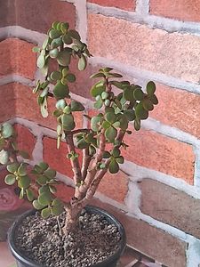 Lucky Jade Plant