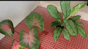 set 2 dieffenbachia segulne &amp; UJJAISEEDS