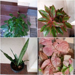 16 live root plants