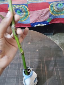 Glass Bottles With rooted Money Plant