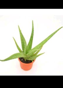 Healthy Aloe Vera Plant