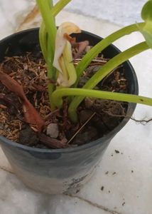 Philodendron golden calkins Plant