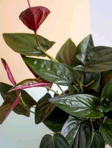Black Money Plant Sweet Potato Vine