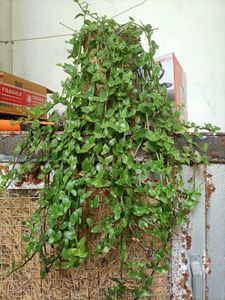 Plants for garden