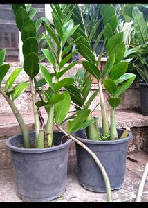 ZZ Plant