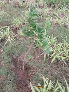 lemon plant