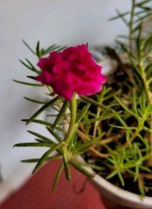 🌵Portulaca grandiflora plant &amp; Pot