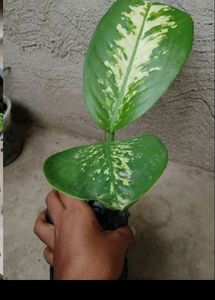 4 Plant combo
