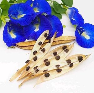 butterfly pea plant seeds