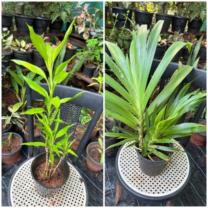 20 Live Root Plants
