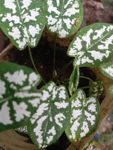 Caladium Plant