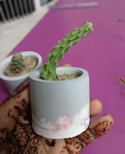 Cute Mini Cactus Pots Set