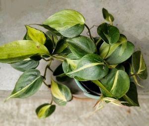 Brazil Pothos