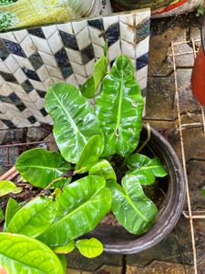 monsoon offer