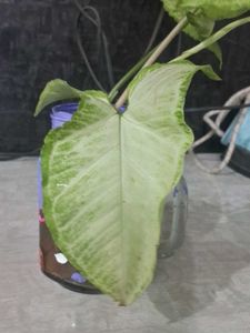 Live Syngonium Plant Cutting