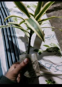 6 combo Plant With Rooted