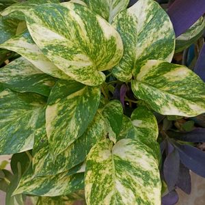 Combo of Neon and Marble queen pothos