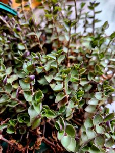 Turtle Vine