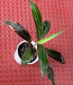 Dracaena Ruby Healthy Plant🌵&amp; Pot