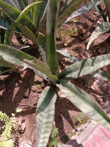 Sansevieria  / snake plan