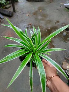 Variegated Spider Plant